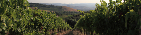 Umbria Wine Tours - cantine Orvieto Amerini