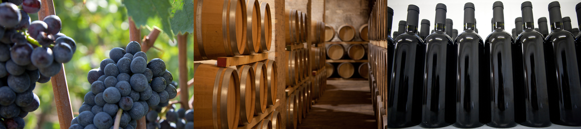 wine tours in umbria