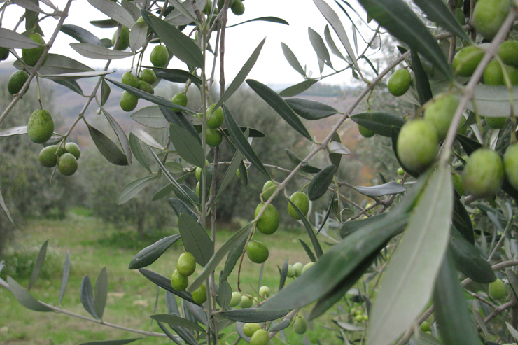 umbria food tour