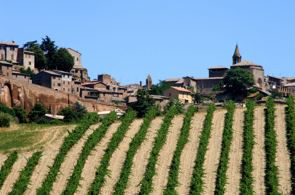 orvieto vineyard